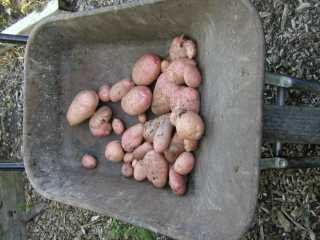 compost heap potatoes in my wheelbarrow