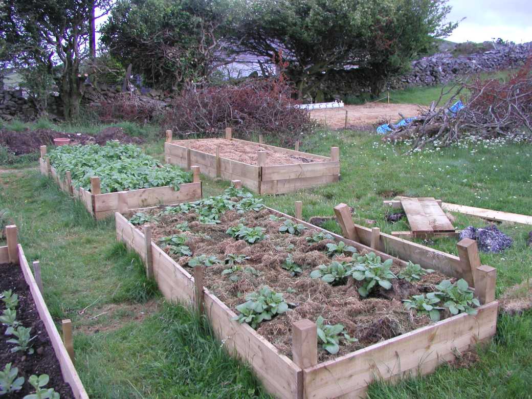 Greenhouse Tomatoes & Foliar Feeding Allotment Garden Diary