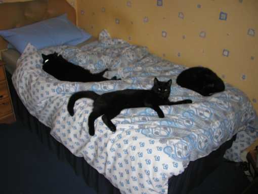 Cats at bedtime