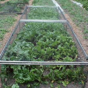 1 ft  6 in High x 4 ft  Wide Fruit and Vegetable Cage
