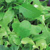 Lettuce  Salad Leaves Seeds
