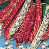 Dwarf French Beans Seeds