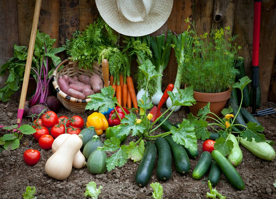 How do you grow vegetables?