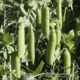 Growing Peas - How to Grow Peas - Allotment & Gardens