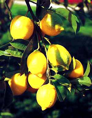 Citrus Fruit - Lemon