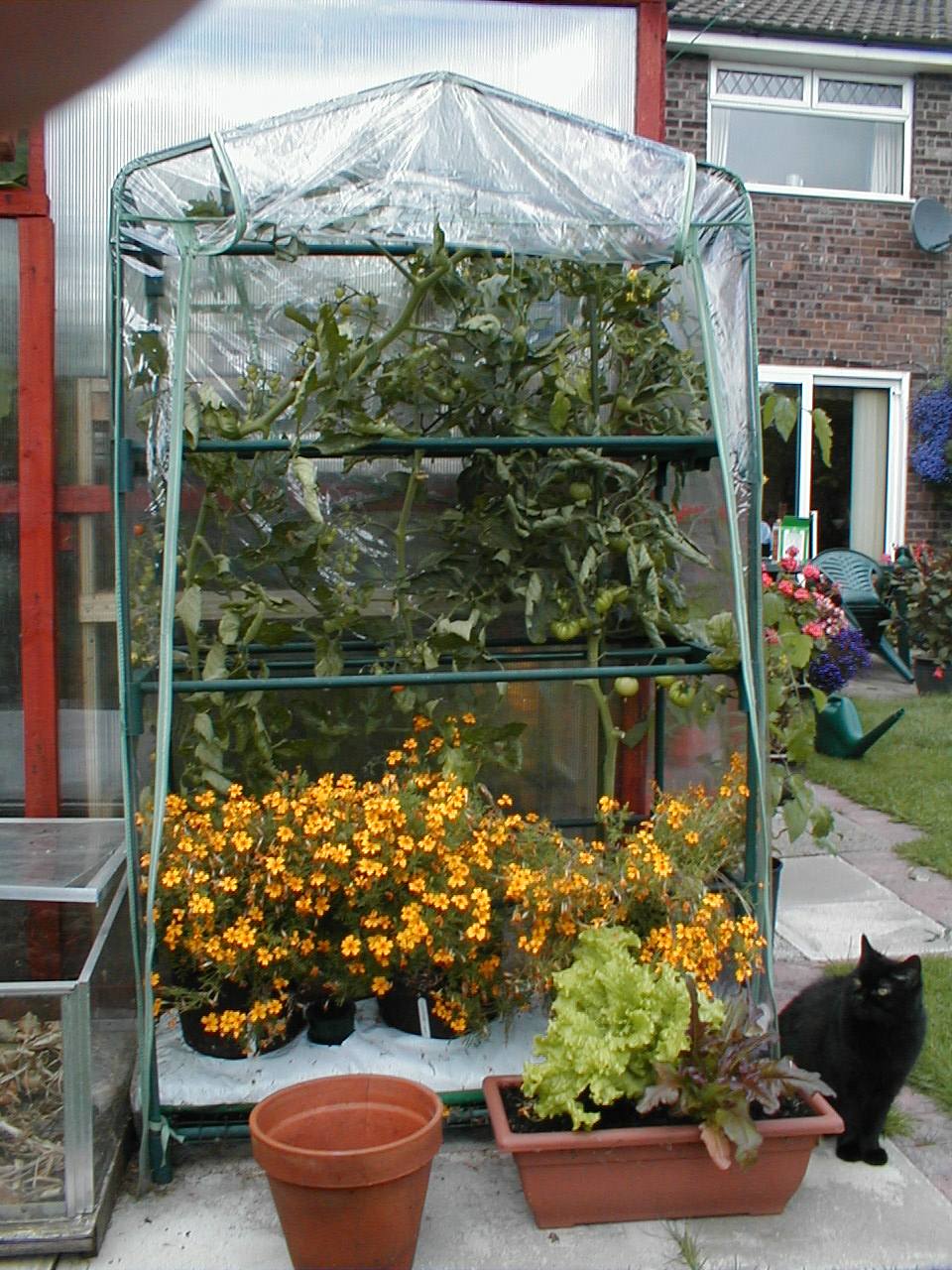 Portable Greenhouses - Patio and Allotment Greenhouses