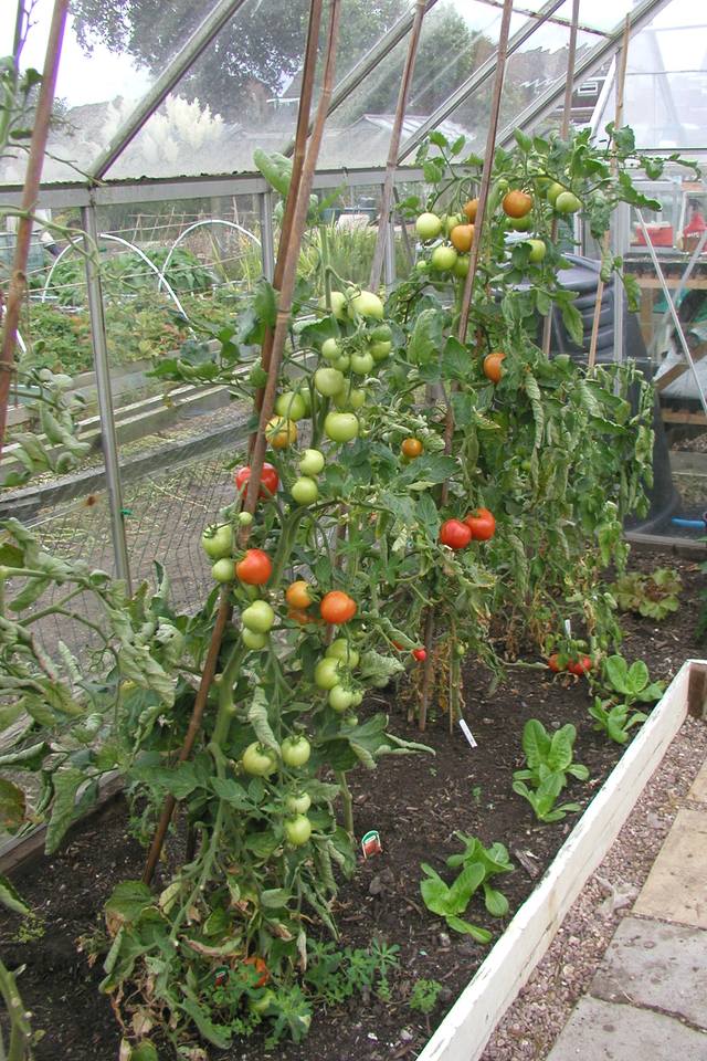 Best Tomatoes for Greenhouse Growing - Allotment & Gardens