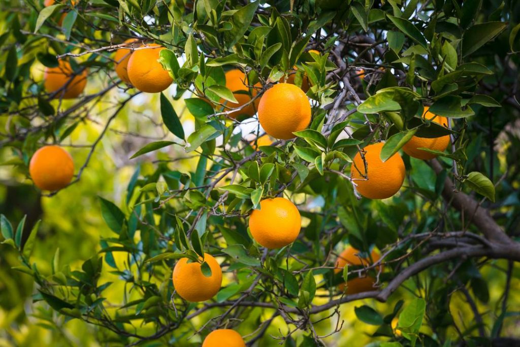 Growing Fruit Oranges Spain