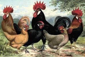 The Poultry Pages