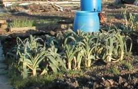 Allotment Guide for January