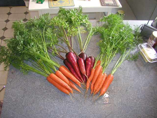 Healthmaster and Osiris Carrots