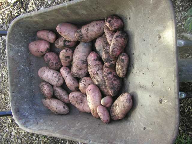 Sarpo Mira Potatoes