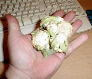 small cauliflowers