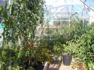 tomatoes in large greenhouse