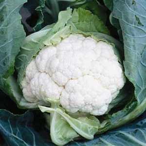 club root resistant cauliflower clapton