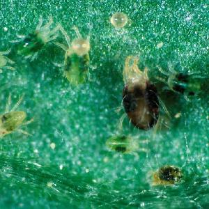 spider-mite-control