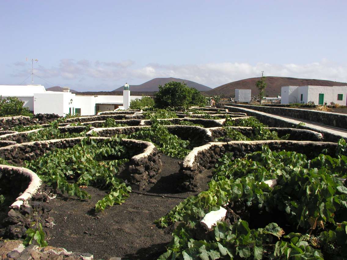 Windbreaks around vines in Lanzarote