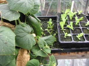 Seedling Lettuce and Cucumber