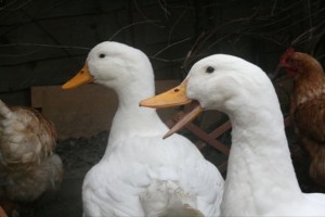 Bumble and Bee The Ducks