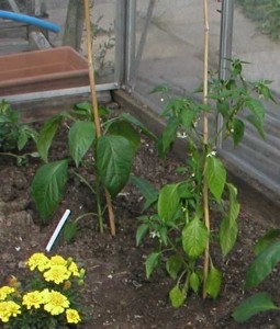 Grafted next to seed-grown Pepper