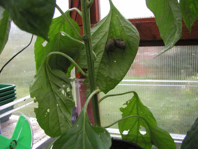 Snails on Pepper Plant