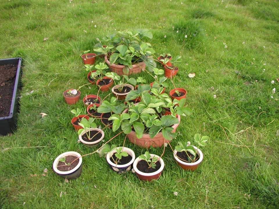 Propagating Strawberries in Pots
