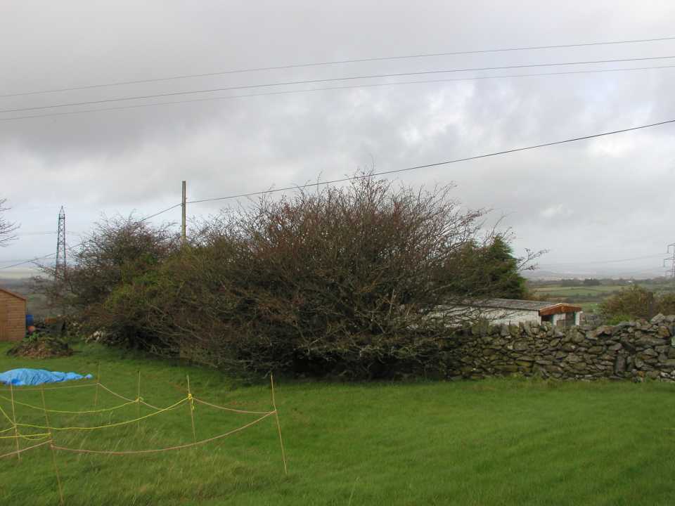 Overhanging Hawthorn Hedge Side