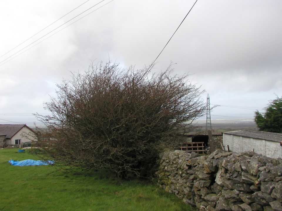 Overhanging Hawthorn Hedge
