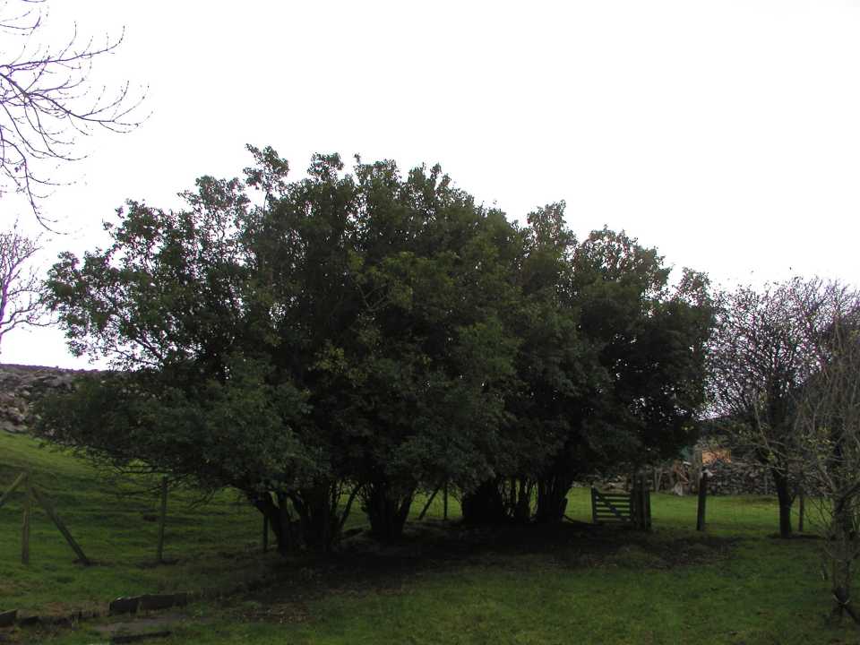 Overgrown Privet Hedge