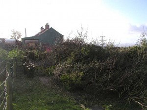 Orchard After Clearing the Overgrown Privet