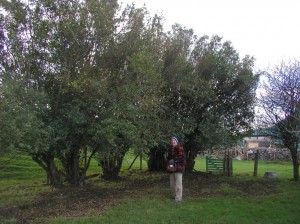 Orchard Overgrown Privet Hedge