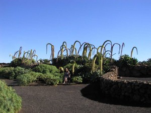 Lanzarote Cacti Garden