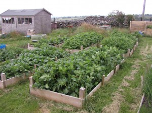 Potatoes in Raised Beds