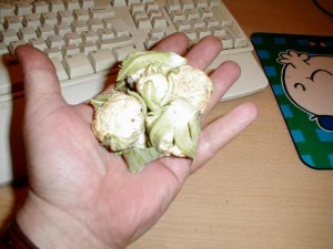 Tiny Cauliflowers