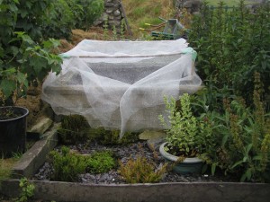 Raised bed with insect mesh tent over