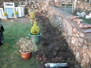 Border and bushes in pots