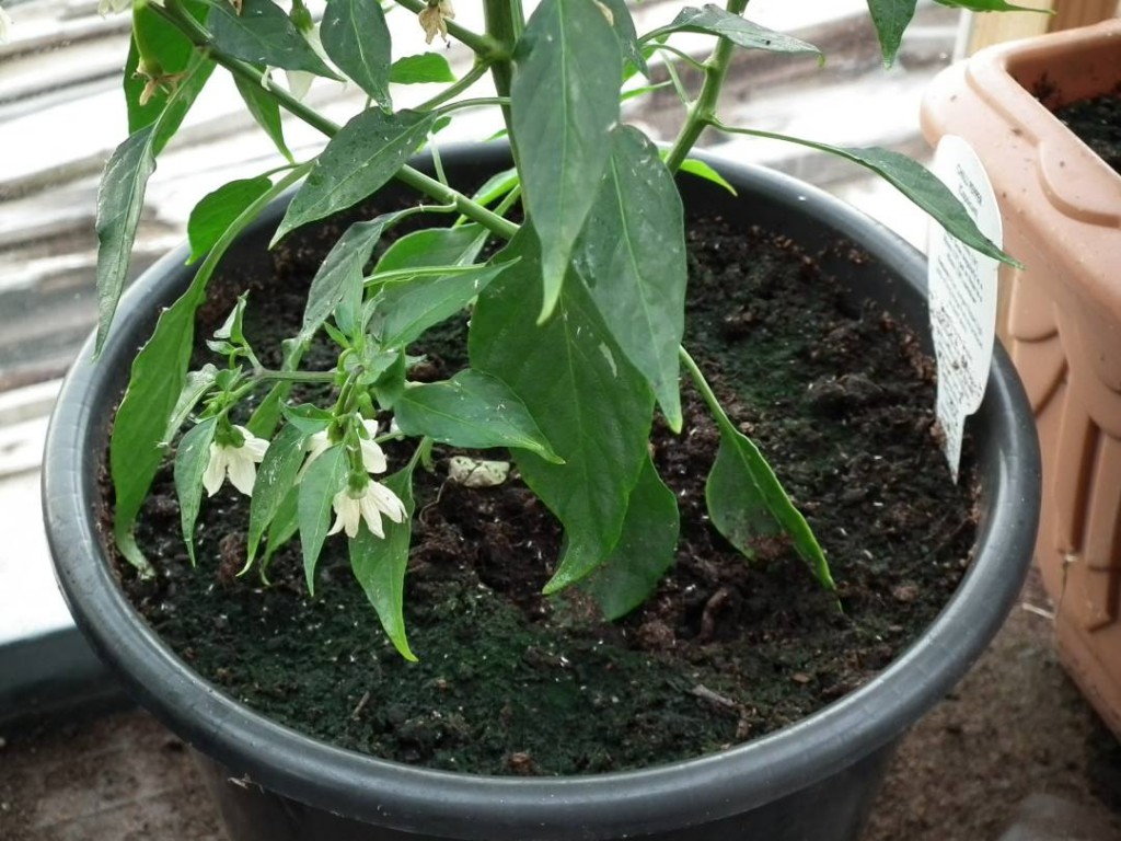 Whitefly on Pepper Leaves and Compost