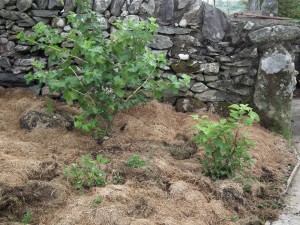 Grass clippings mulch around jostaberry and redcurrant bushes
