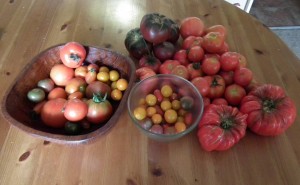 Selection of Tomatoes