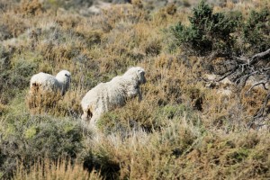 Sheep on Marginal Land