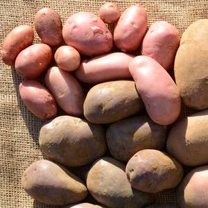 Sarpo Potatoes