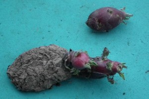 Old Seed Potato