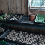Potatoes Chitting