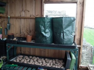 Standard Potato Growing Sacks