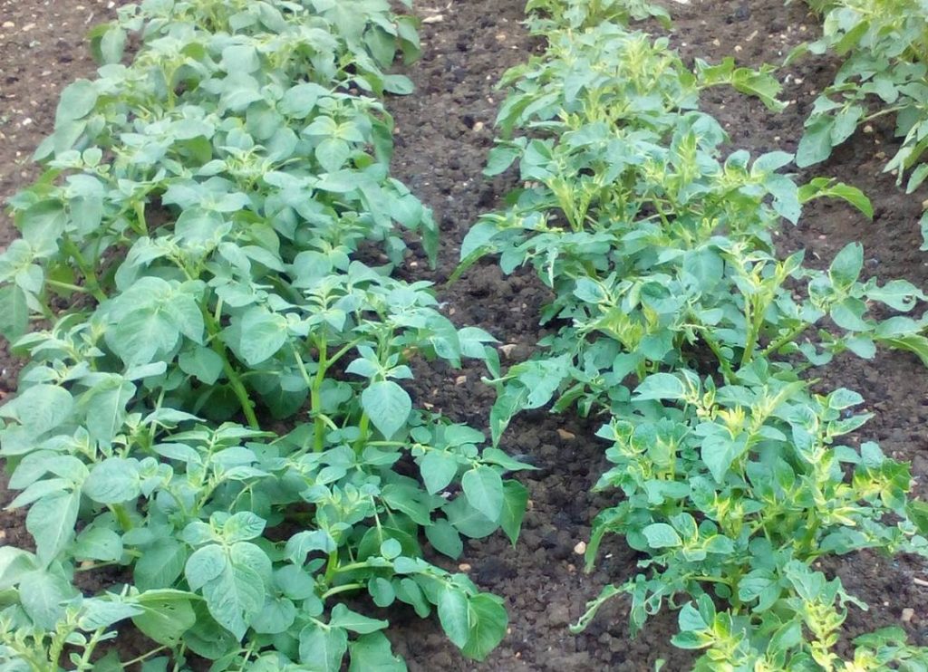 Potatoes Affected by Aminopyralid