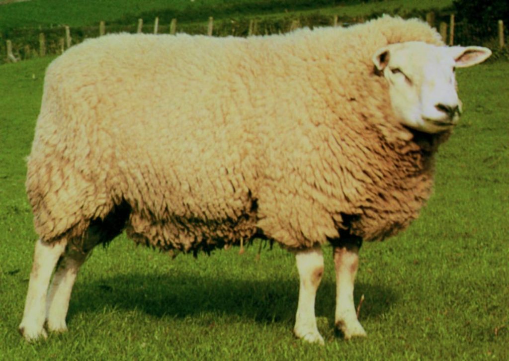 Texel Sheep