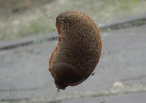 Slug on Greenhouse Window