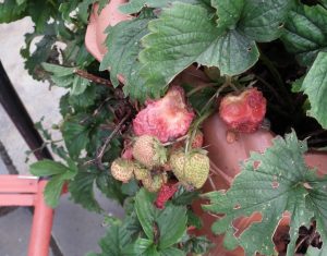 Strawberries Damaged by Slugs