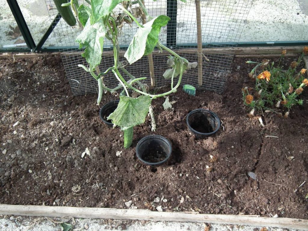 Watering Pots for Cucumber