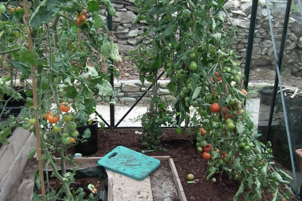 Ailsa Craig Sungold Tomatoes
